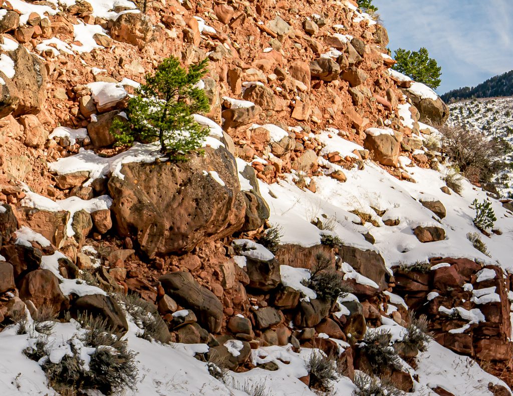 Tom Korologos, Tree in a Rock, Basalt, CO art