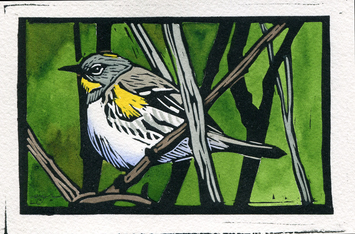 Sherrie York - Yellow-rumped Warbler