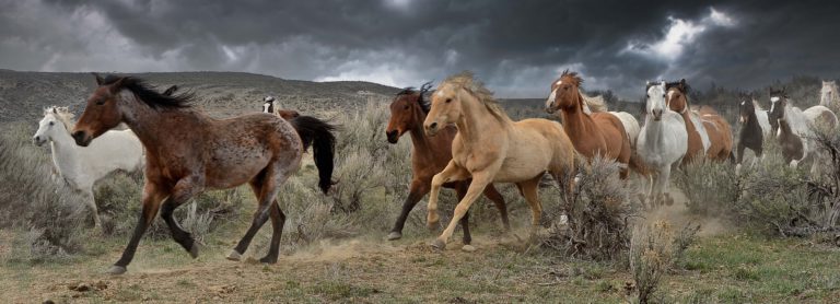 Sandra Lee Kaplan - Running from the Storm