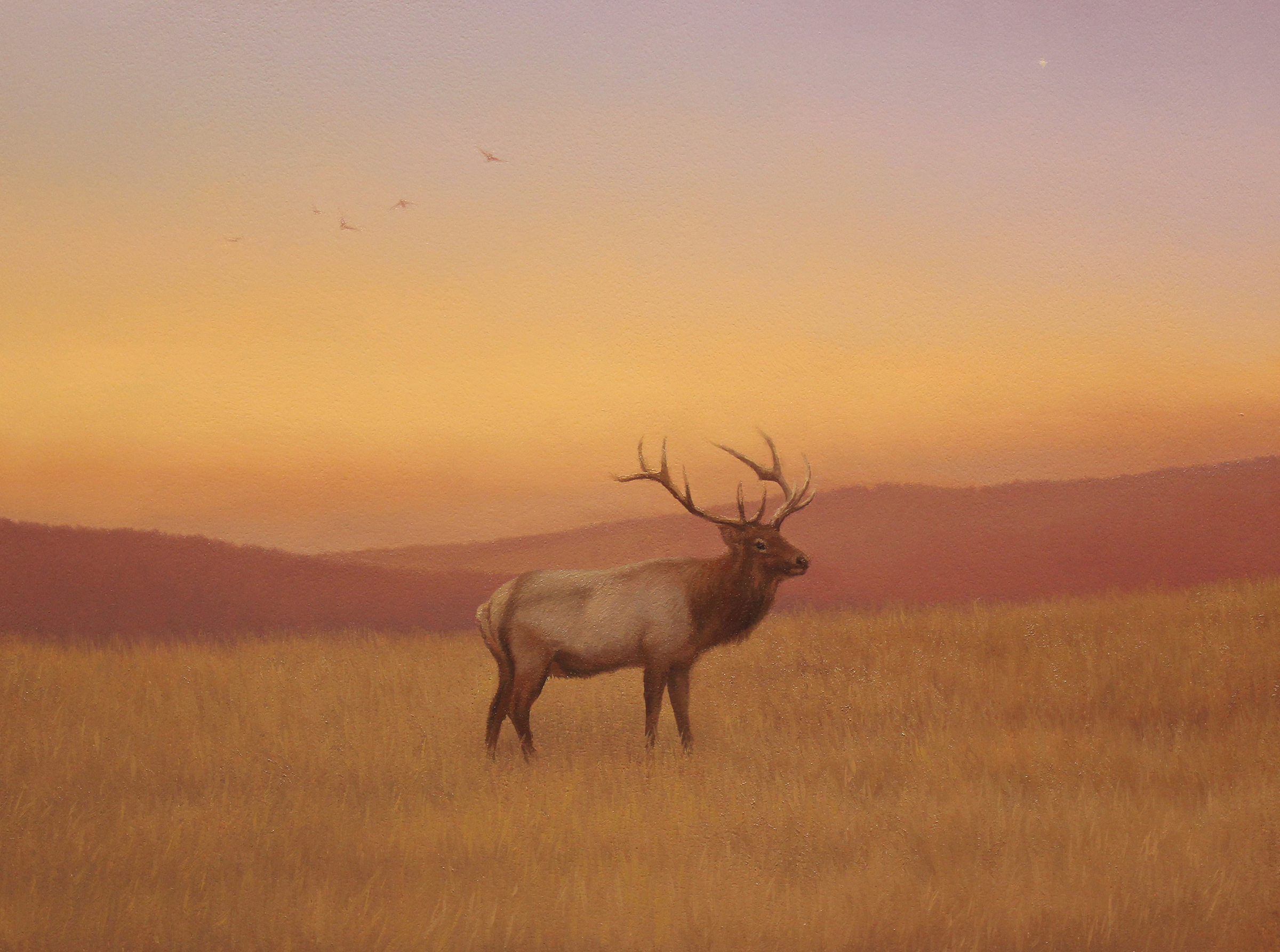 Brett Scheifflee - Bull Elk in Autumn