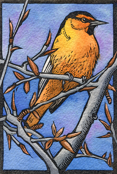Sherrie York - Bullocks Oriole - 4
