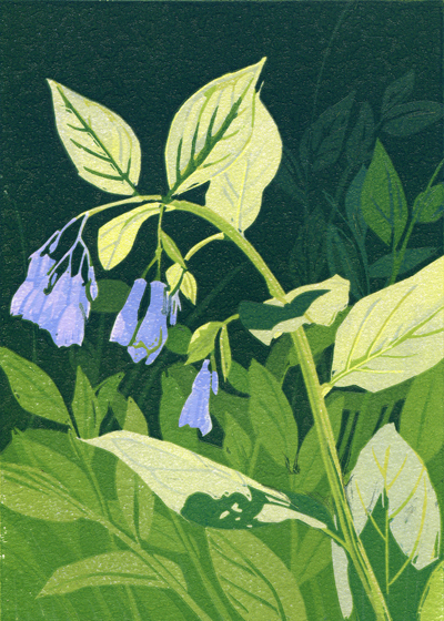 Sherrie York - Mertensia 3/28