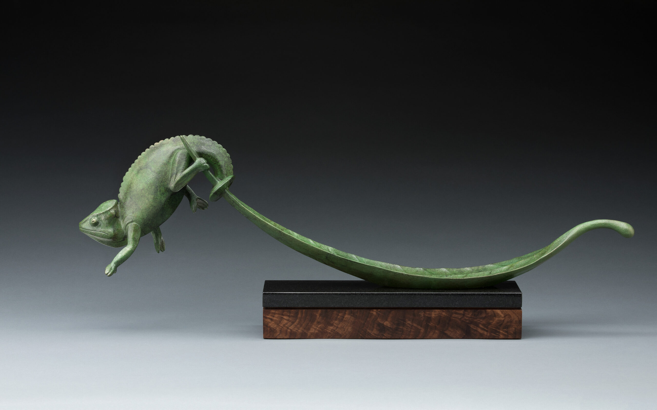 Tony Hochstetler - Chameleon and Leaf