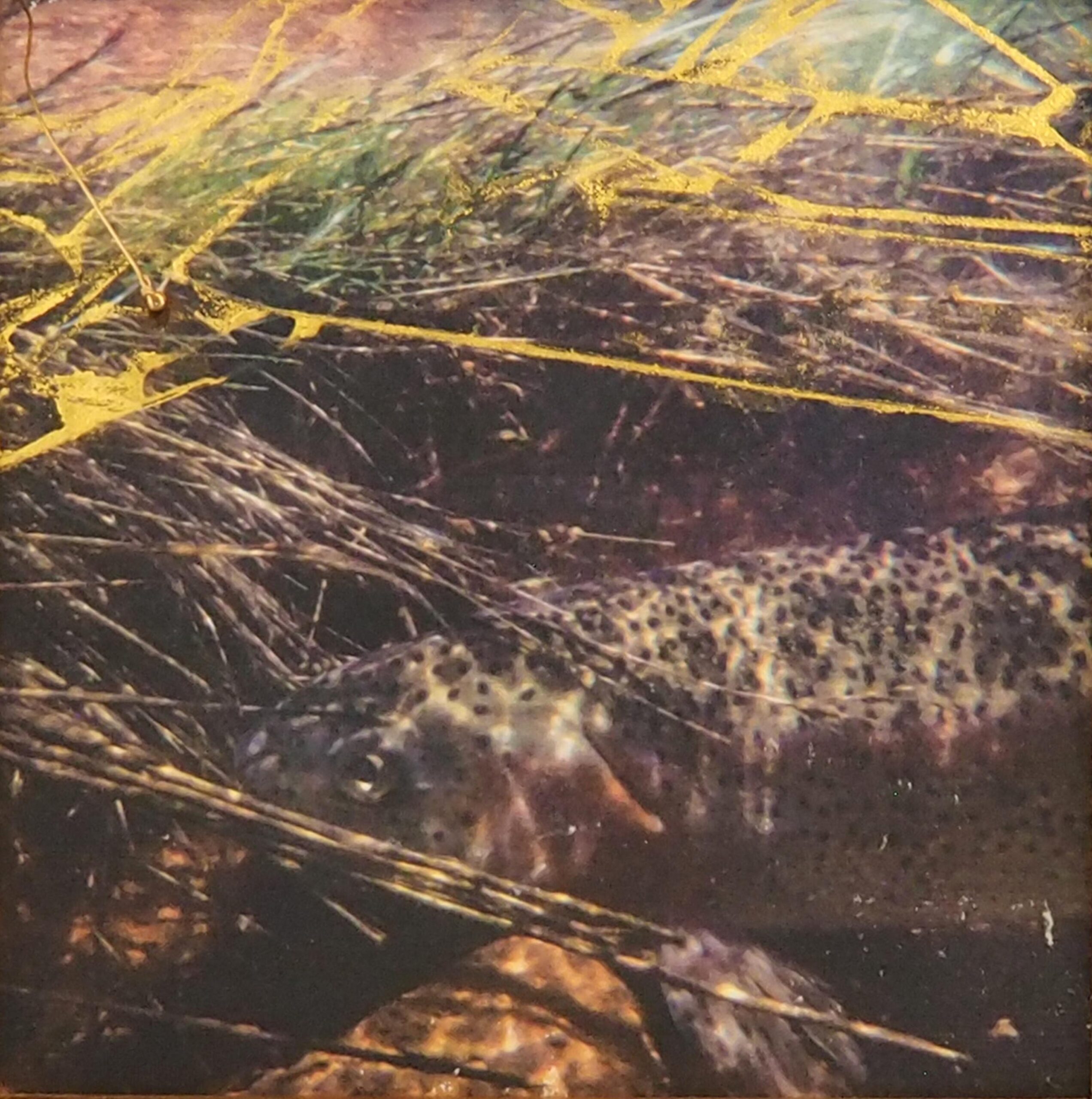 Marie Figge Wise - Over the Rainbow
